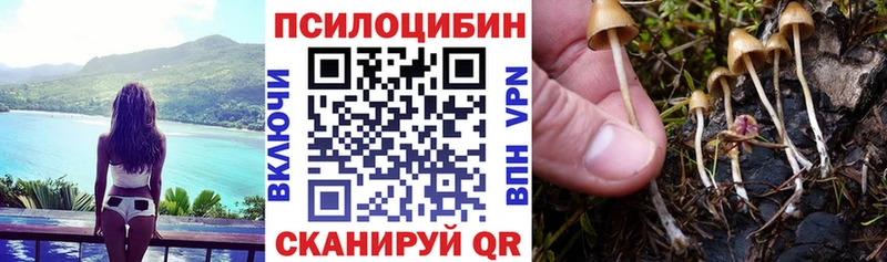 Галлюциногенные грибы Psilocybine cubensis  Вельск 